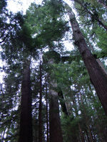Filename=DSC02784.JPG
Filesize=261KB
Dimensions=600x800
Date added=Mar 24, 2008 DSC02784.JPG