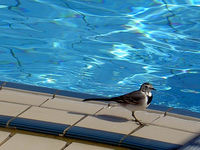 Filename=PICT4906.JPG
Filesize=89KB
Dimensions=800x600
Date added=Dec 03, 2006 PICT4906.JPG