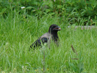 DSC00011-crop~0.JPG