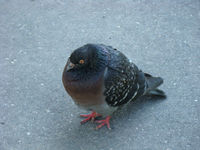 DSC00141.JPG