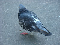 DSC00143.JPG