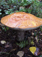FI_09-2006_0420.JPG