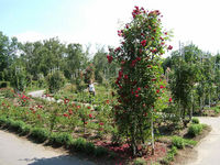 PrahaJuly_0090.JPG