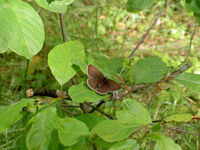 pict0987.jpg