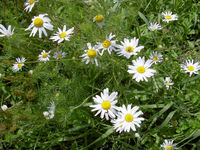 pict0993.jpg